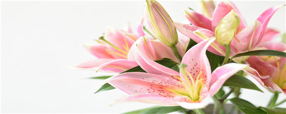 百合花的花期是多久 百合花花期多长时间