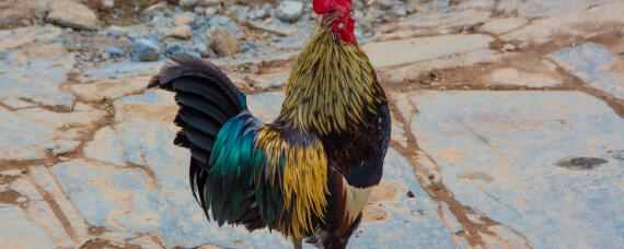 野鸡吃什么食物怎么喂养 刚出生的野鸡吃什么食物怎么喂养