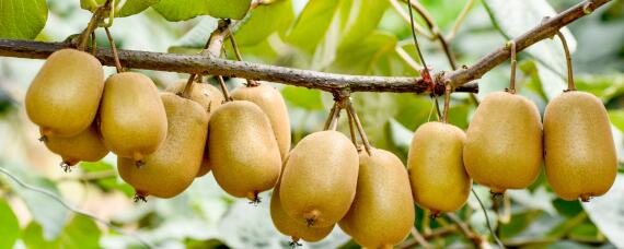 怎样挑选猕猴桃（怎样挑选猕猴桃甜）