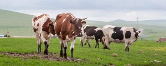 牛的生活环境和特点 牛适合生活在什么环境中