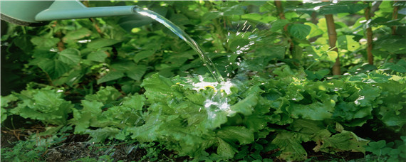 怎么给自己的树浇水（种树如何浇水）