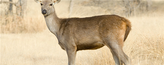 麝能人工养殖吗 人工养殖麝怎么养