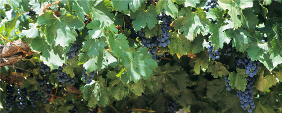 叶霉病用什么药（叶霉病用什么药防治最好）