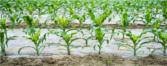 玉米多穗是什么原因造成的(玉米多穗现象)