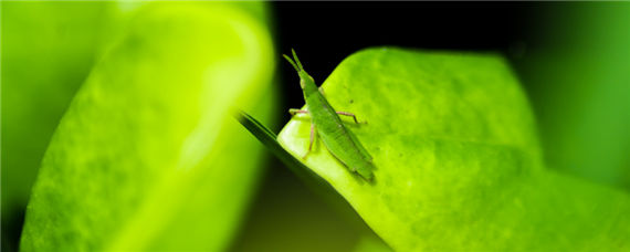 蚂蚱养殖大棚怎么搭（蚂蚱棚怎么建）