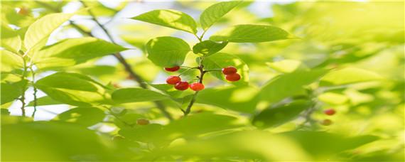 大樱桃花期如何防冻 樱桃开花的时候怎样防冻