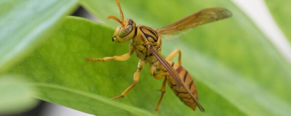 马蜂什么时候取蜂蛹最多（马蜂多少天可取蛹一次）