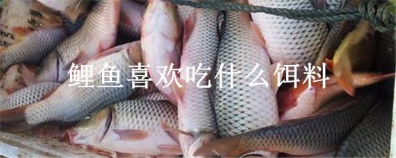 鲤鱼喜欢吃什么饵料 荷花鲤鱼喜欢吃什么饵料
