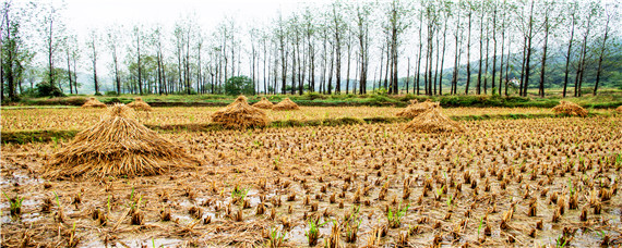 一挑等于多少亩（一挑地等于多少平方）