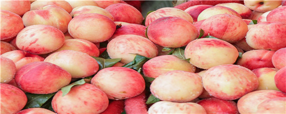 凤凰水蜜桃几月上市（凤凰水蜜桃什么时候成熟）