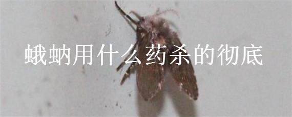 蛾蚋用什么药杀的彻底（蛾蚋用什么杀虫剂杀）