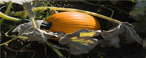露地南瓜种植技术 露地南瓜种植技术一亩地多少棵