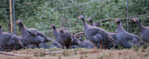 珍珠鸡几个月开始下蛋（珍珠鸡几个月可以下蛋）