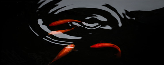 锦鲤能长多大 龙凤锦鲤能长多大