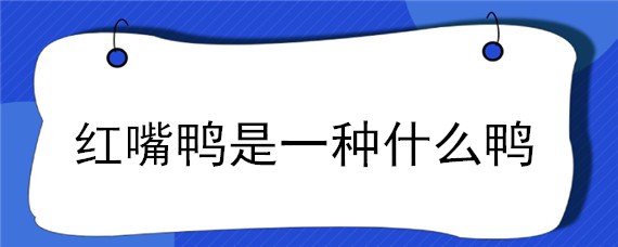 红嘴鸭是一种什么鸭（红嘴鸭学名）