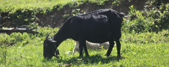 羊要养多久才能出栏? 羊多久可以出栏