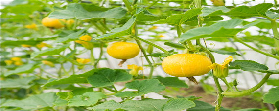 南瓜种植技术与管理如何打芯 南瓜栽培管理技术要点