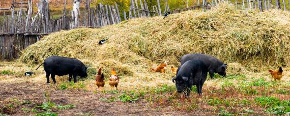 杜洛克母猪一般能生几个小猪（杜洛克母猪产仔多少）