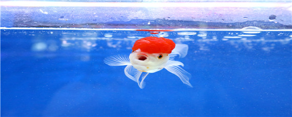 冷水鱼观赏鱼大全（冷水鱼观赏鱼大全小型鱼）