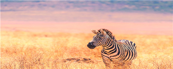 斑马的繁殖方式 斑马自然繁殖篇