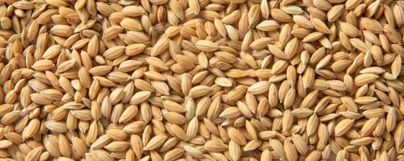 稻谷生虫怎么才能消灭? 怎样防治稻谷生虫