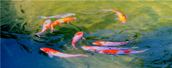 锦鲤能和什么鱼混养（锦鲤跟什么鱼可以混养）