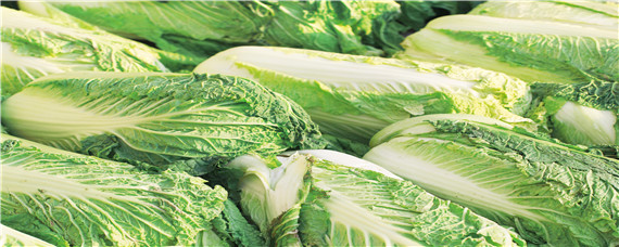 大白菜冲施什么肥料好 大白菜施肥用什么肥好