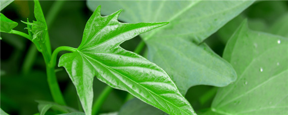 红薯藤怎么发酵猪饲料(红薯藤怎样发酵喂猪)