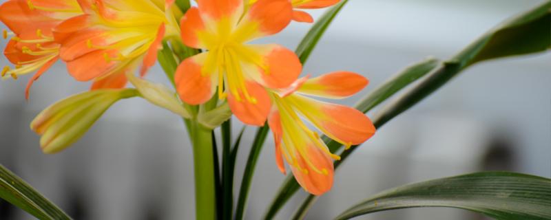 长春的市花是什么 长春的市花是啥