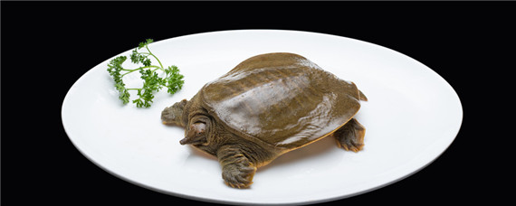 冬天甲鱼都躲在什么地方过冬（甲鱼冬天怎么过冬）