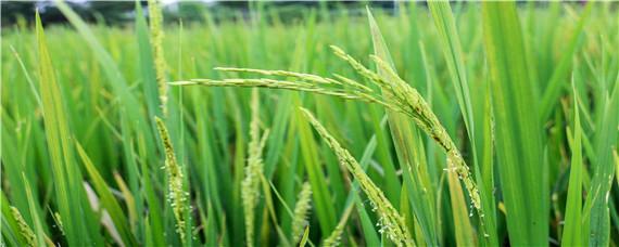 水稻穗颈瘟防治最佳时期（稻颈瘟什么时间防治）