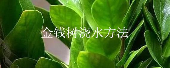 金钱树浇水方法 金钱树的浇水方法