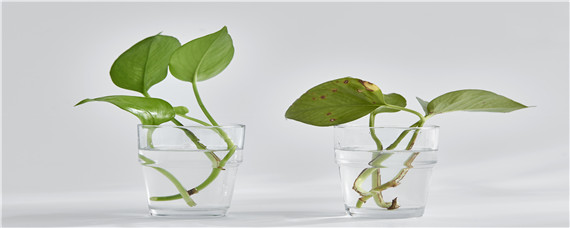 自制万能花肥营养液 自制万能花肥营养液配方