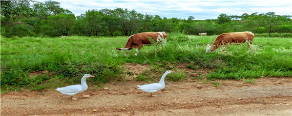 如何预防养殖场出现蝙蝠 蝙蝠养殖技术