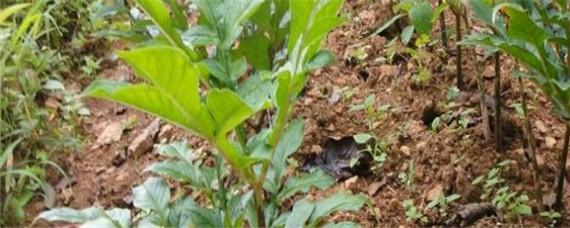 魔芋出苗后打什么药（魔芋出苗后打什么药预防）