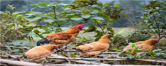 鸡软脚病吃什么药 鸡软脚病吃什么药最好