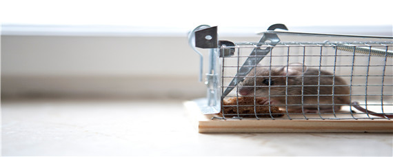 老鼠是无性繁殖吗 老鼠会无性繁殖吗