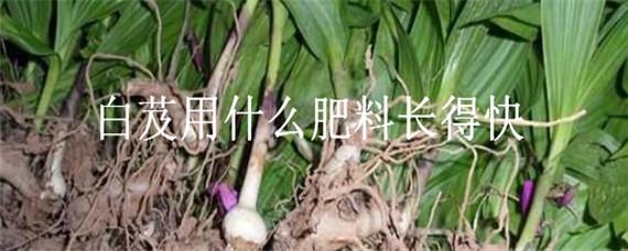 白芨用什么肥料长得快 白芨什么时候施肥