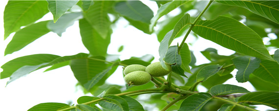 核桃落花落果怎么办 核桃树落花落果是什么原因