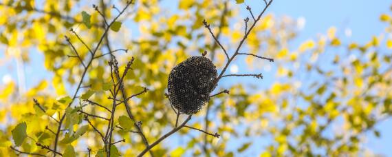 马蜂窝摘除的最佳时间 马蜂窝需要摘除吗