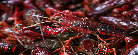 龙虾的养殖方法 龙虾的养殖方式