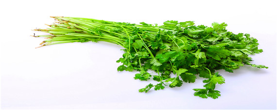 香菜种植技术及管理（香菜种植技术及管理图书）