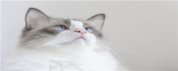 猫可以吃巴沙鱼吗（猫可以吃巴沙鱼么）