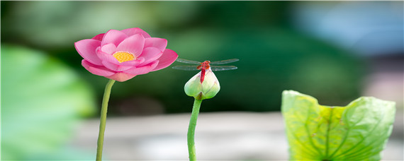 以氮为主的花肥有哪些（哪些花肥是氮肥）