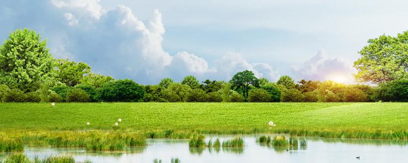 橡皮树多久浇一次水（黑金刚橡皮树多久浇一次水）