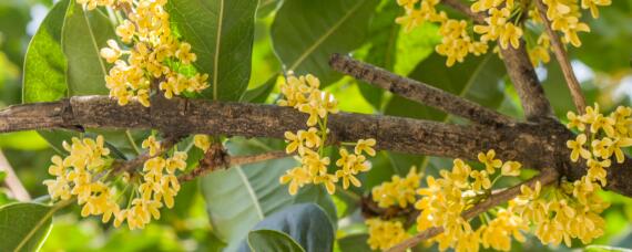 桂花的花期是多久（桂花的花期是多久?）