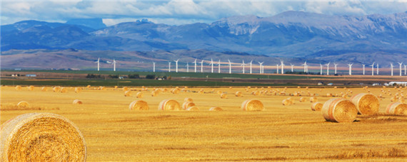 租地农场有什么特点（租地农场有什么特点新的工业手工业经营方式有什么特点）