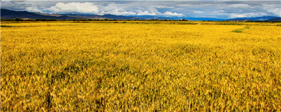 河谷农业主要分布在(河谷农业主要分布在什么地区)