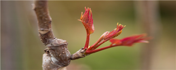 露天香椿种植技术（露地香椿的栽培技术）