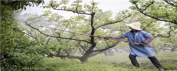 呋虫胺对红蜘蛛有效吗 烯啶虫胺治红蜘蛛吗